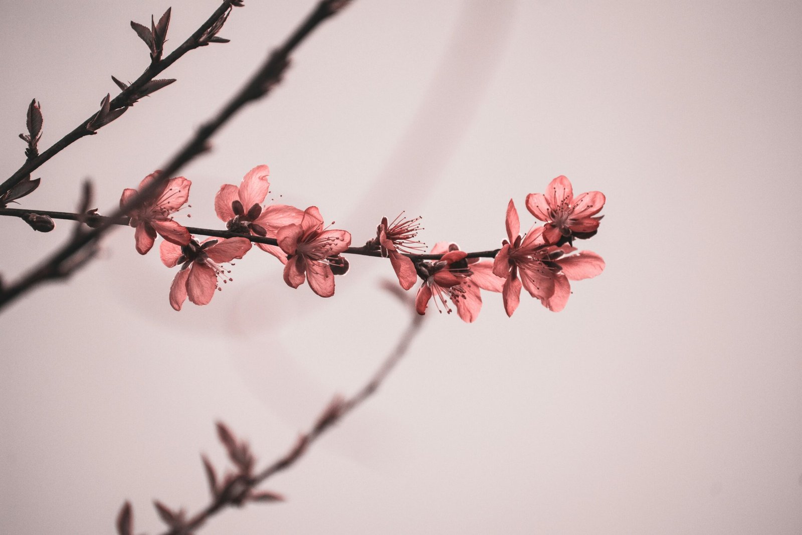 Beautiful close-up of cherry blossoms on a branch, capturing nature's delicate beauty.